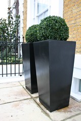 Box balls in modern planters